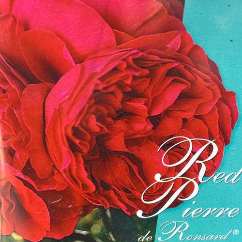 Rosa 'Red Pierre De Ronsard (Climbing)' 200 mm