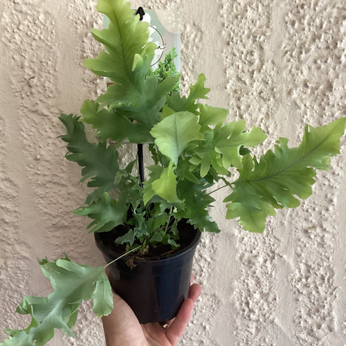 Phlebodium 'Davana' 130 mm