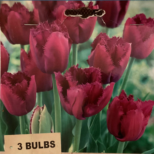 Tulip 'Curly Sue' 3Pk Packet