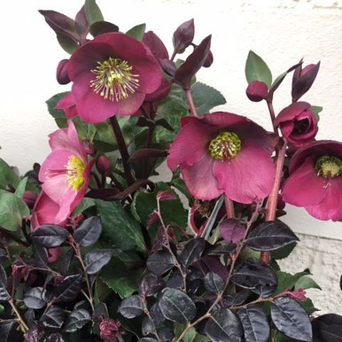 Helleborus 'Charmer' 180 mm