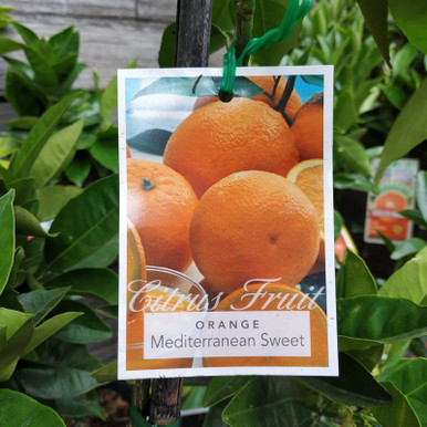 Pomegranate 'Angel Red' 175 mm