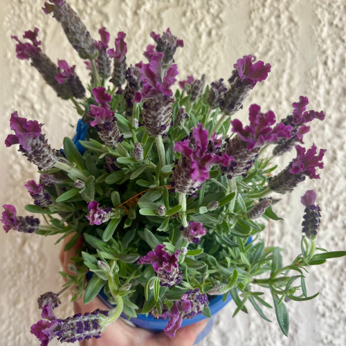 Lavender Shorty 150 mm Lavender Shorty 150 mm