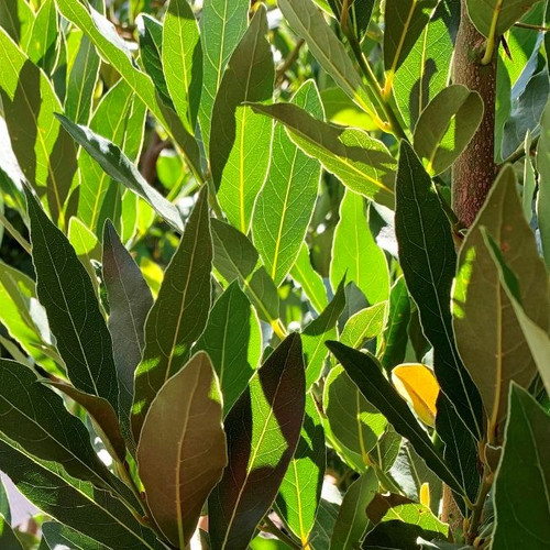 Laurus nobilis 200 mm