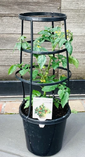 Tomato 'Little Bing' 200 mm