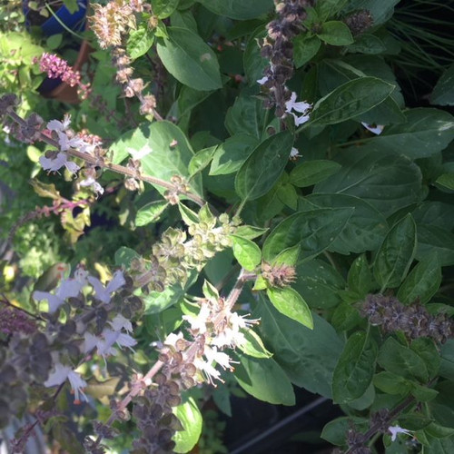 Premium Perennial Basil 100 mm