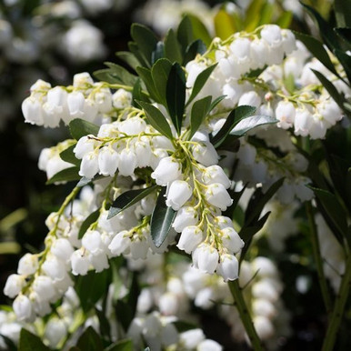 Pieris ryukuensis 'Temple Bells' 200 mm