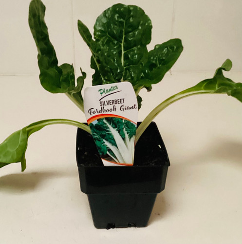 Silverbeet Fordhook 100 mm