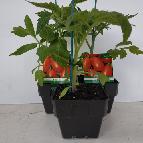 Tomato 'Roma'