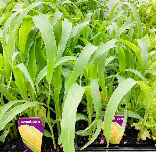 Sweetcorn Yellow