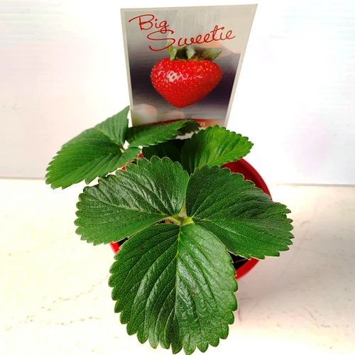 Strawberry 'Big Sweetie' 100 mm