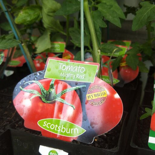 Tomato Mighty Red