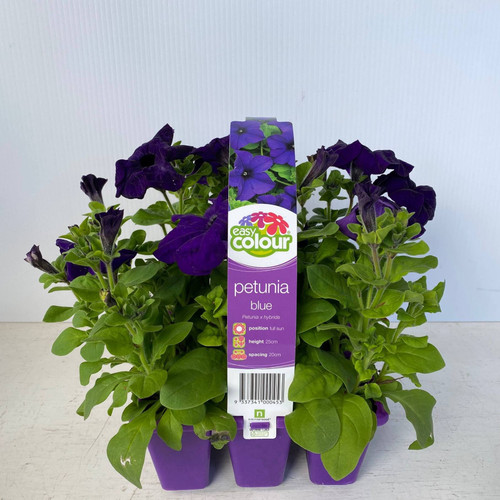 Easy Colour - Petunia Blue