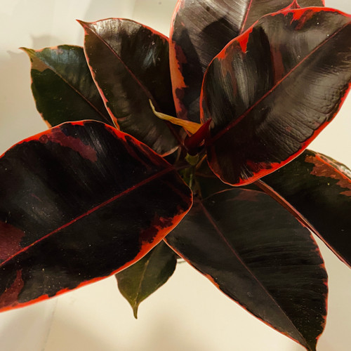 Ficus Elastica 'Ruby' 140 mm