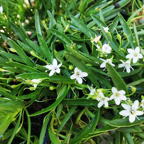 Myoporum parvifolium 'Broad Leaf' 140 mm Myoporum parvifolium 'Broad Leaf' 140 mm