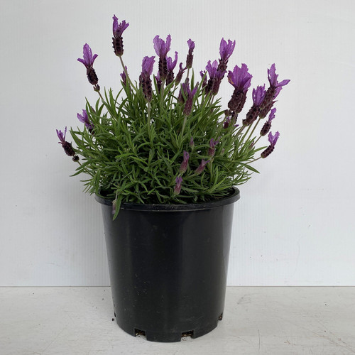 Lavender 'Deep Purple' 200 mm