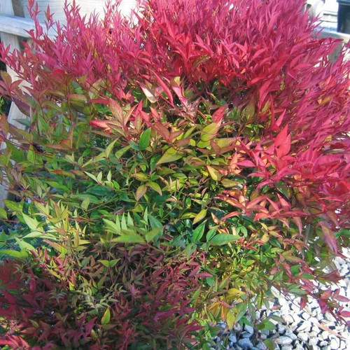 Nandina domestica 140 mm Nandina domestica 140 mm