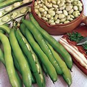 Fothergill Seed Broadbean Early Lon