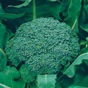 Fothergill Seed Broccoli Marathon