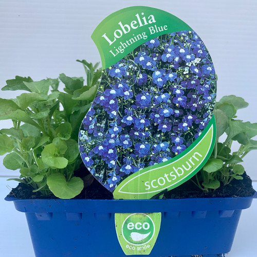 Lobelia Lightning Blue