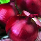 Fothergill Seed Onion Red Cali