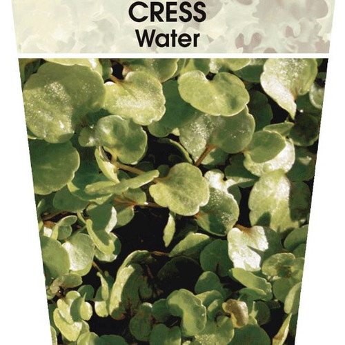 Watercress