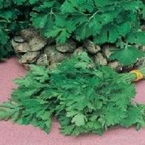 Fothergill Seed Parsley Giant Org