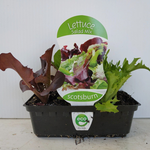 Lettuce Salad Mix