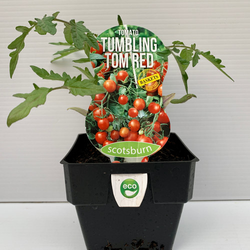 Tomato 'Tumbling Tom Red'