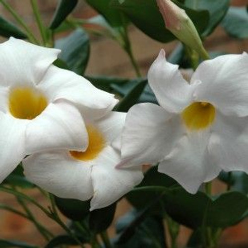 Mandevilla 'Aloha White' 170 mm