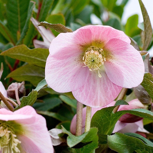 Helleborus 'Shell Pink' 140 mm