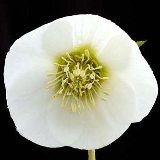 Helleborus 'Winter White' 140 mm
