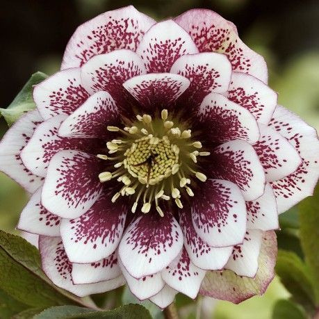 Helleborus 'Double White Spotted' 140 mm