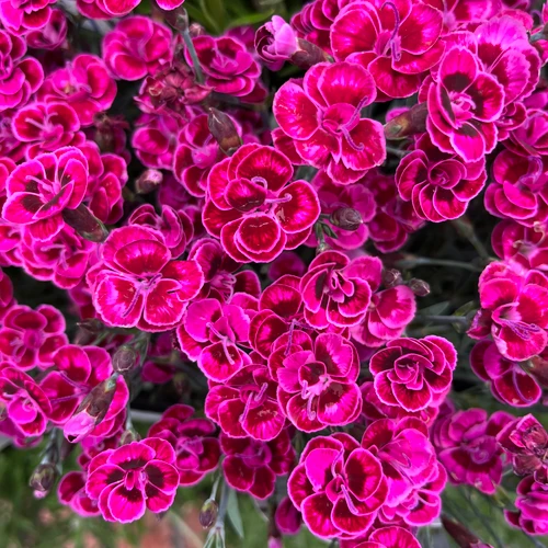 Dianthus 'Purple Wedding' 140 mm