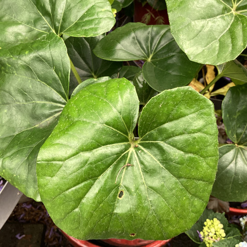 Ligularia 'Tractor Seat' 180 mm