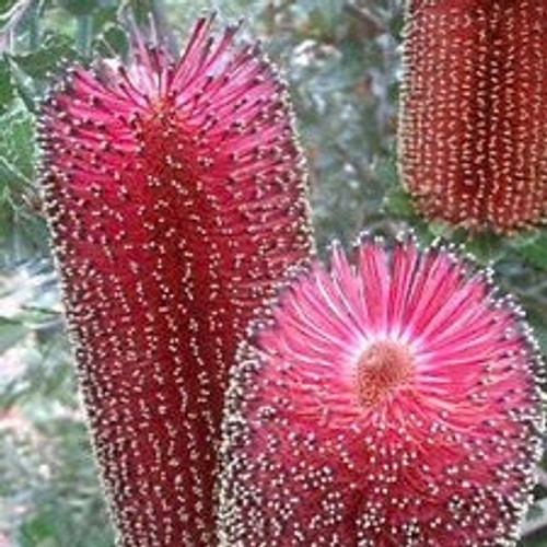 Banksia Praemorsa Wine 200 mm
