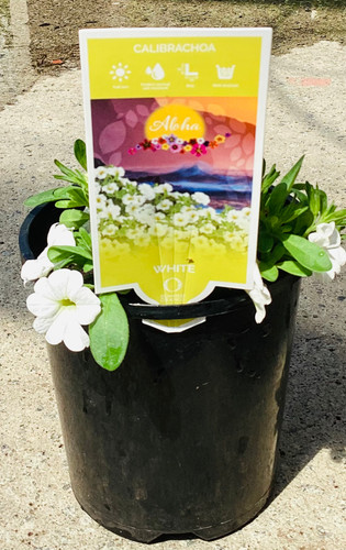 Calibrachoa 'Aloha White' 140 mm
