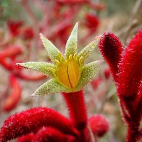 Anigozanthos 'Rufus' 140 mm