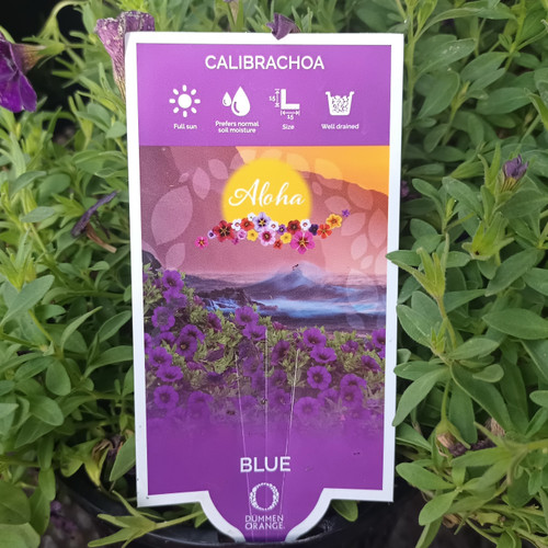 Calibrachoa 'Aloha Blue' 140 mm