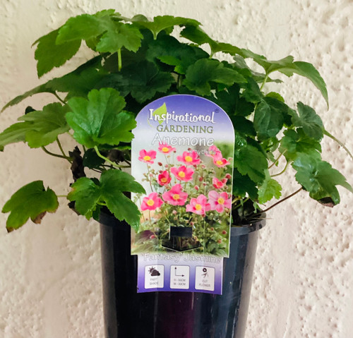 Anemone 'Fantasy Jasmine' 140 mm