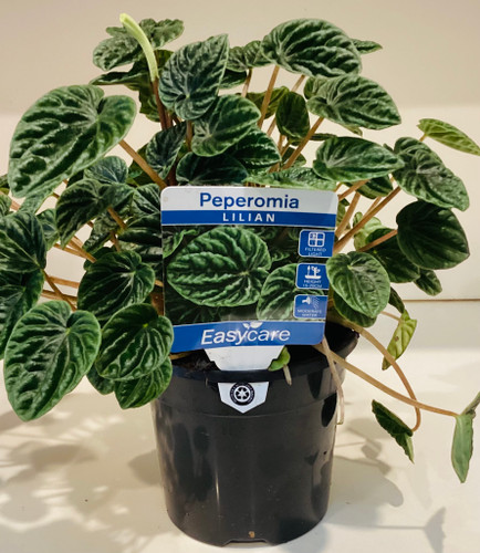 Peperomia 'Lilian' 130 mm