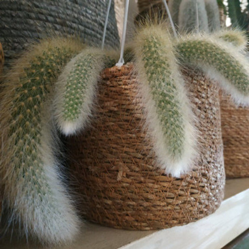 Monkey Tail Cactus Basket 80 mm