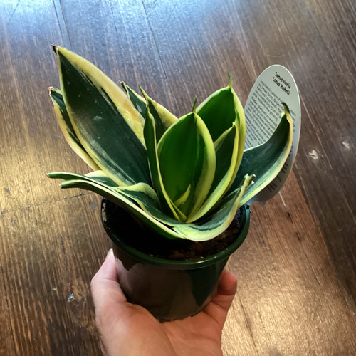 Sansevieria trifasciata 'Hahnii' 100 mm