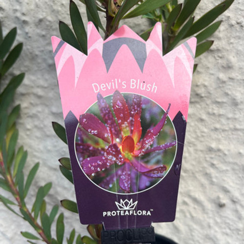Leucadendron 'Devils Blush' 140 mm