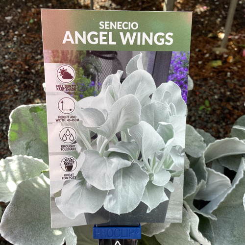 Senecio 'Angel Wings' 200 mm