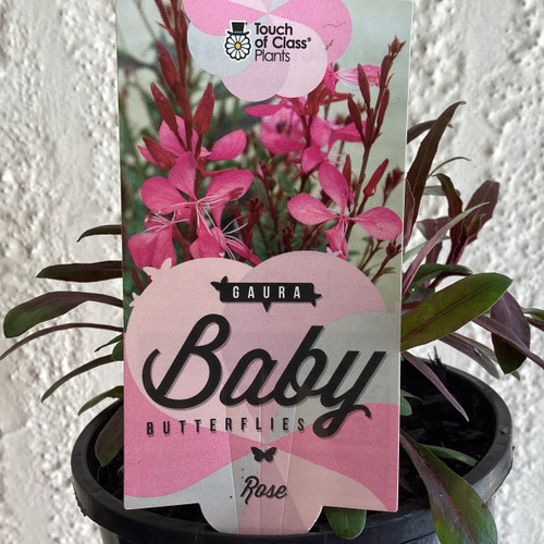 Gaura 'Baby Butterflies Rose' 140 mm