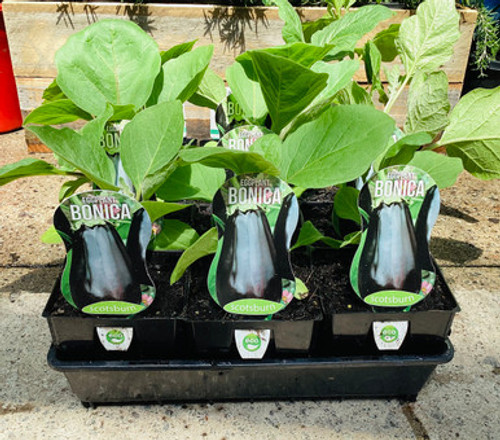 Eggplant 'Bonica' (89151) Eggplant 'Bonica' (89151)