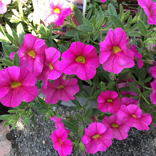 Calibrachoa 'Aloha Hot Pink' 150 mm