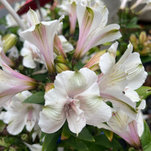 Alstromeria 'Elite White' 180 mm