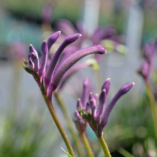Anigozanthos 'Carnivale' 200 mm