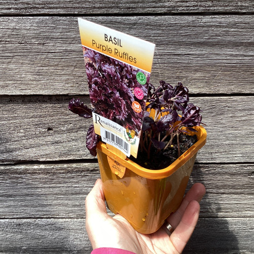 Basil 'Purple Ruffles'
